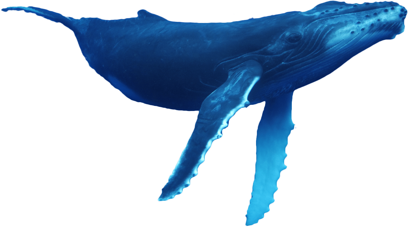 Humpback Whale PNG Pic Background