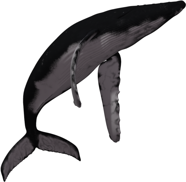 Humpback Whale Transparent File