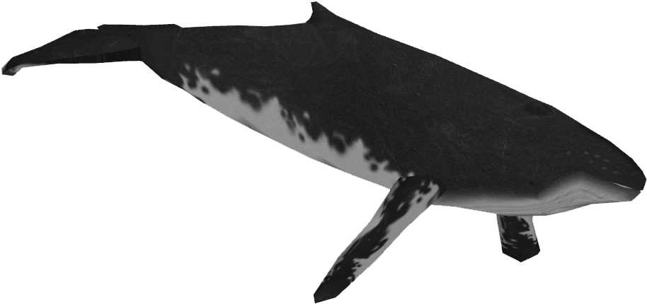 Humpback Whale Transparent Image