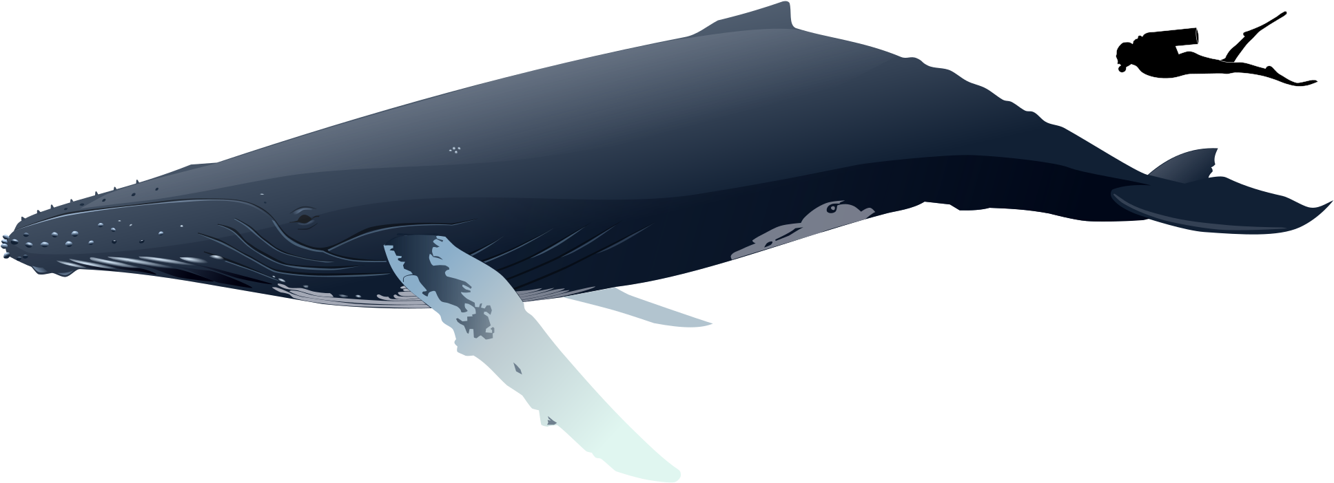 Humpback Whale Transparent Images