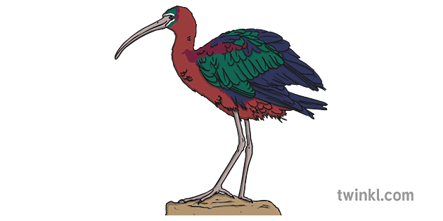 Ibis PNG Background