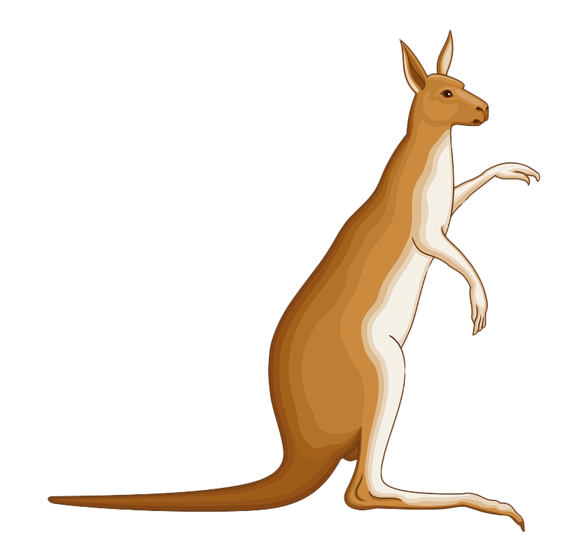 Kangaroo Background PNG