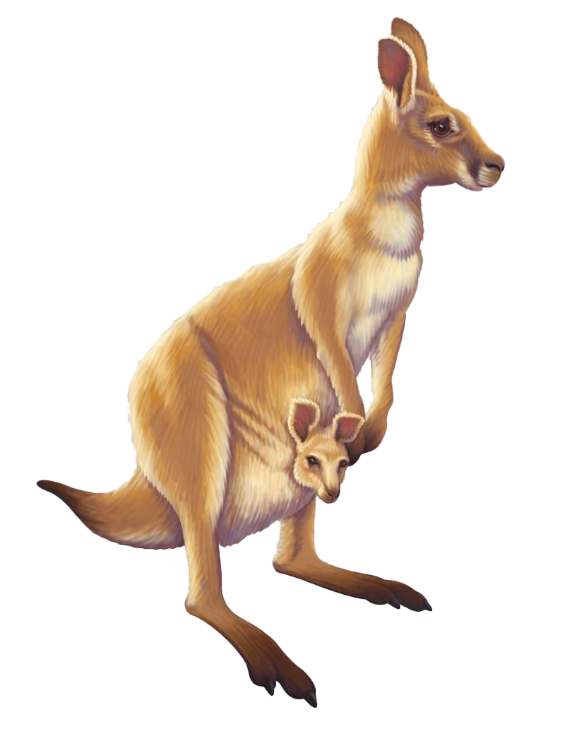 Kangaroo PNG Background