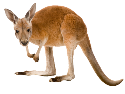 Kangaroo PNG Free File Download