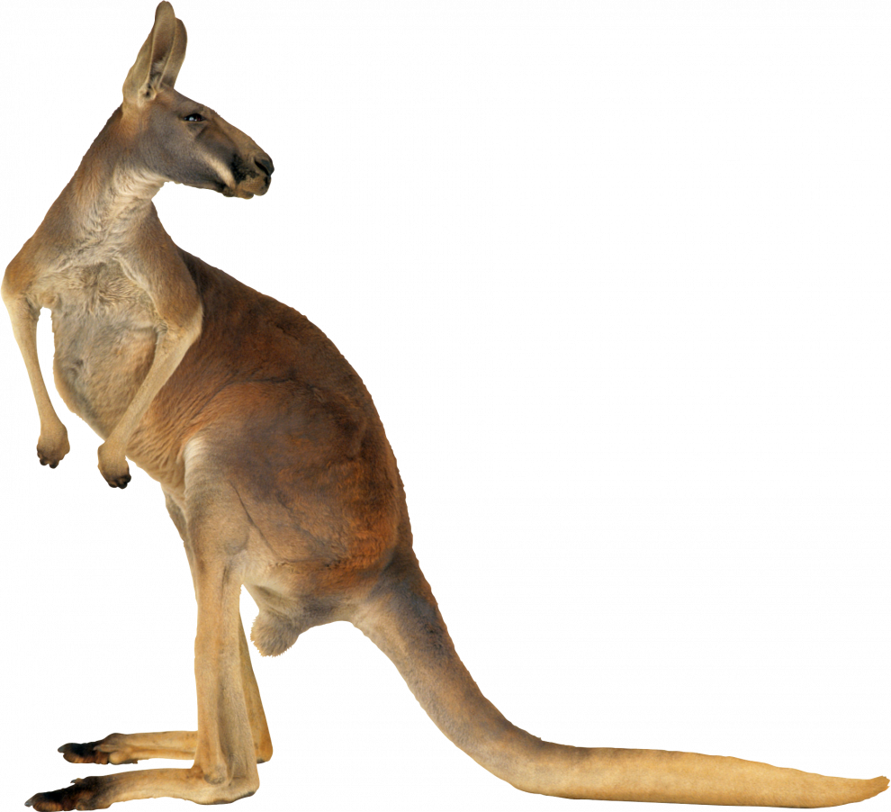 Kangaroo PNG HD Quality