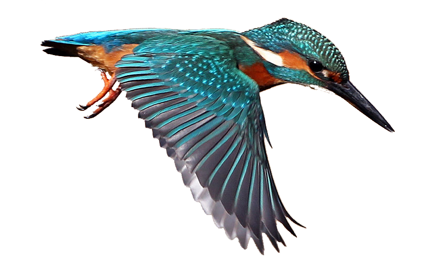 Kingfisher Bird Background PNG Image