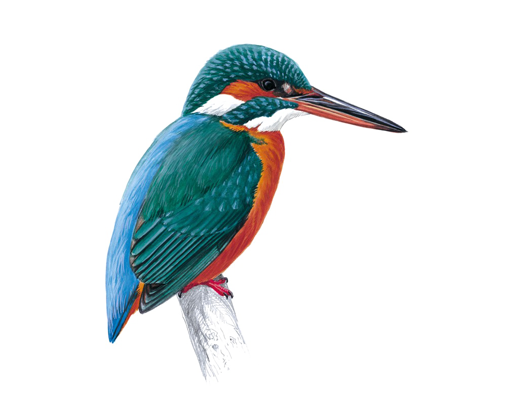 Kingfisher Bird Background PNG