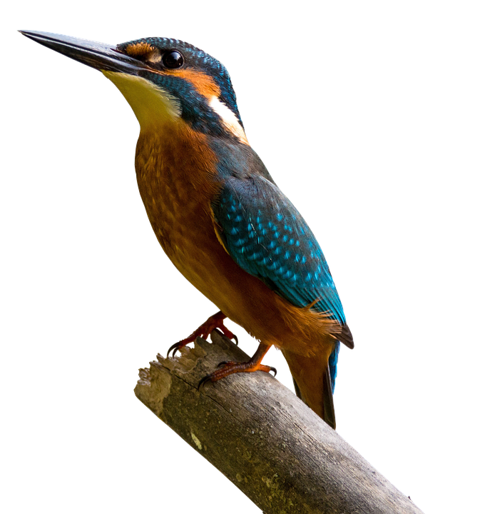 Kingfisher Bird Download Free PNG