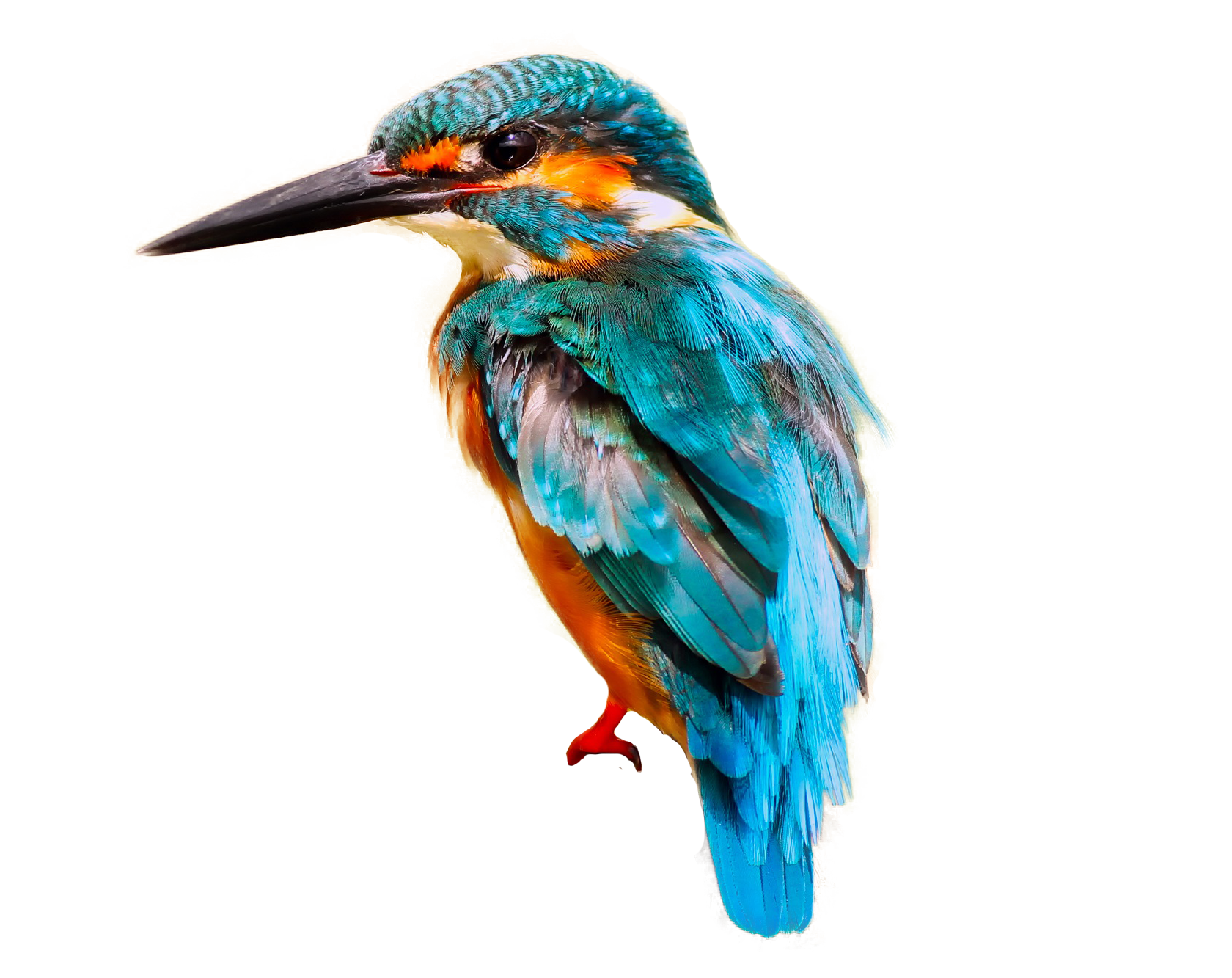 Kingfisher Bird Free PNG