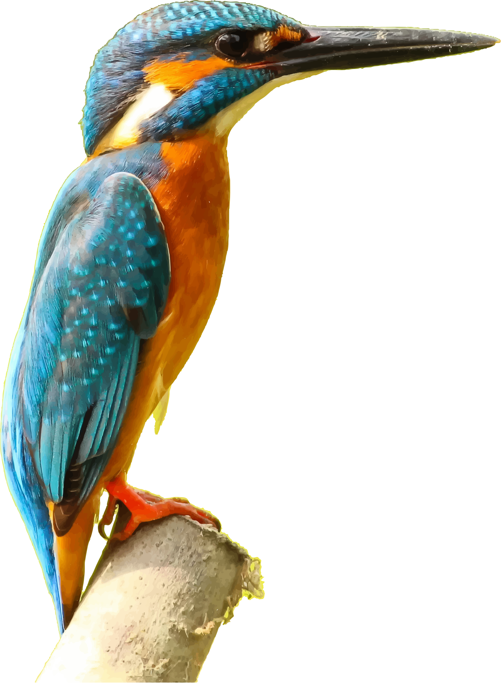 Kingfisher Bird PNG Clipart Background