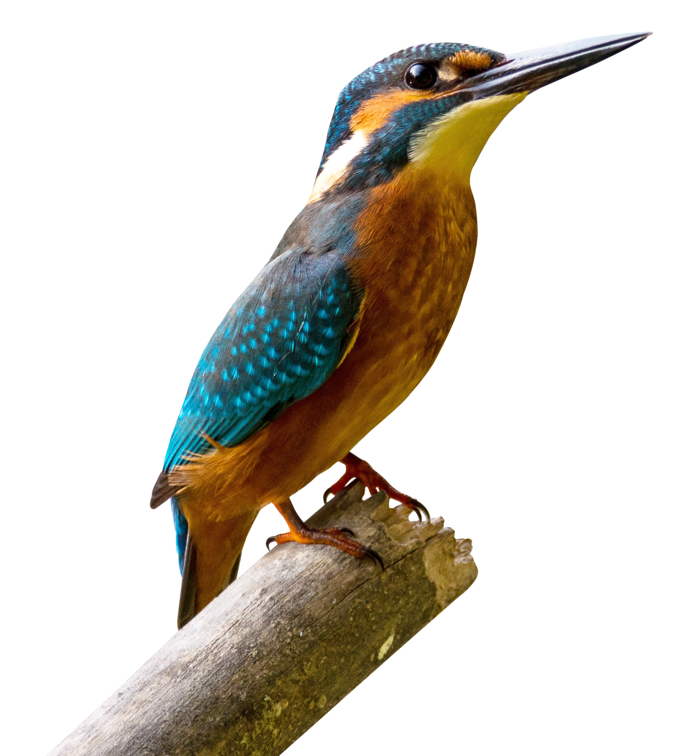 Kingfisher Bird PNG Free File Download