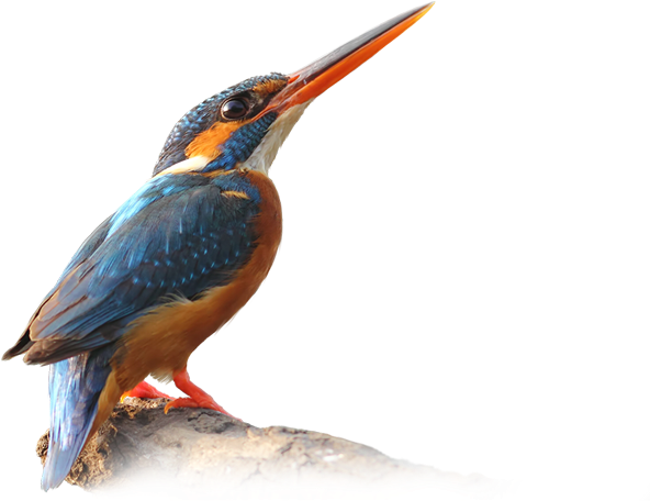 Kingfisher Bird PNG HD Quality