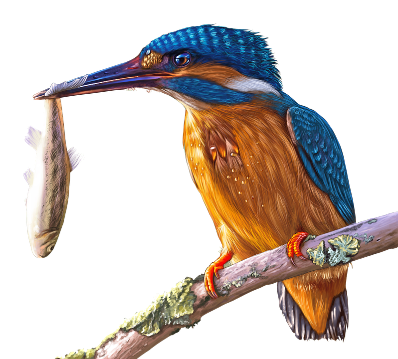 Kingfisher Bird PNG Images HD