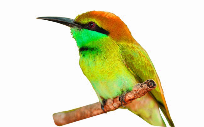 Kingfisher Bird PNG Photo Image