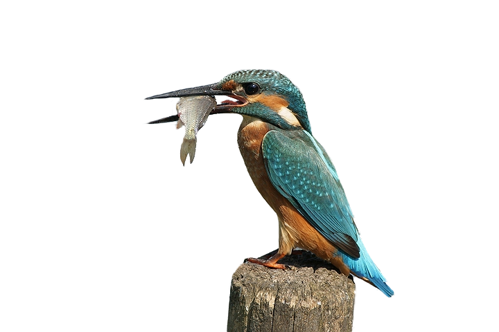 Kingfisher Bird PNG Pic Background