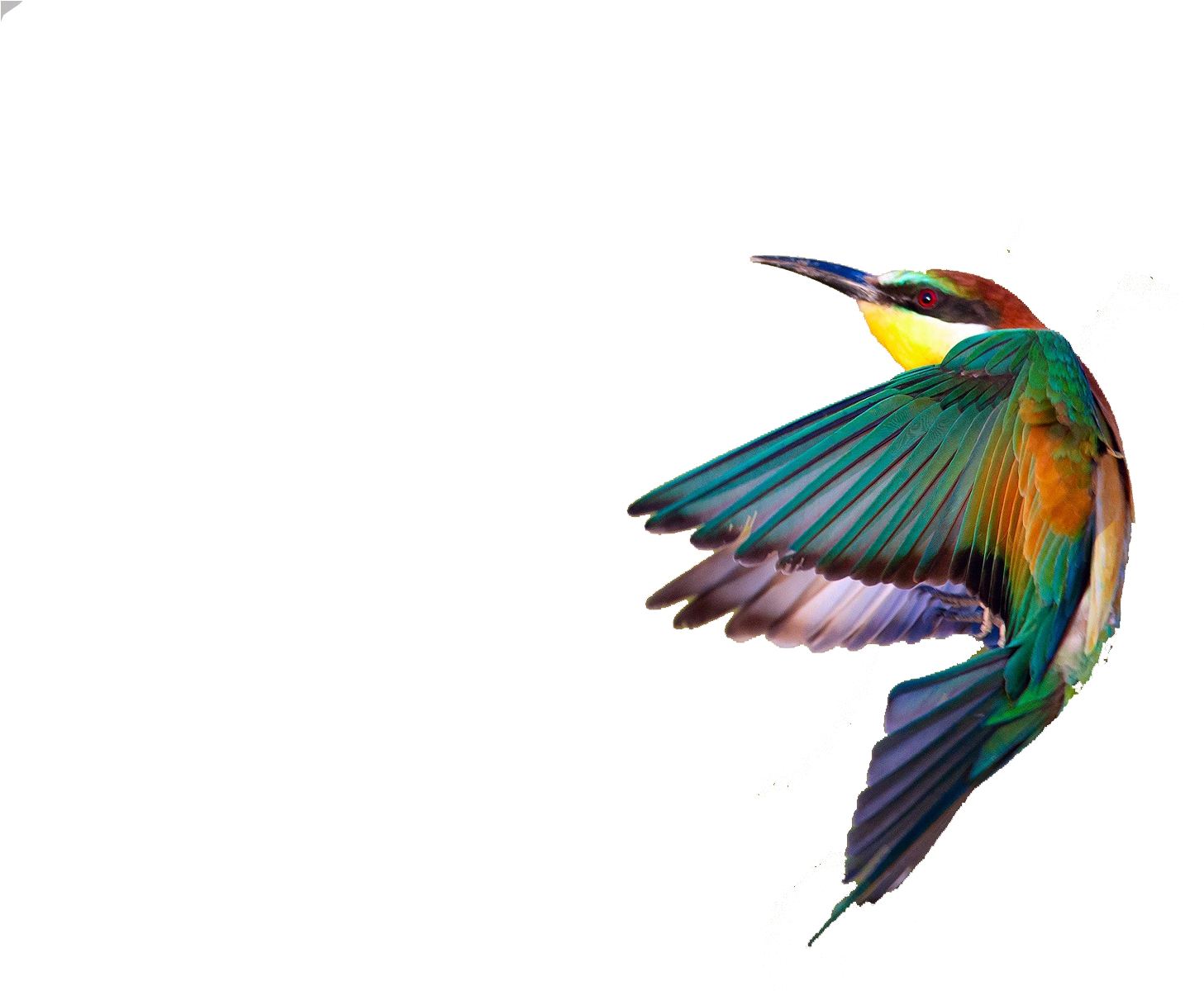 Kingfisher Bird Transparent File