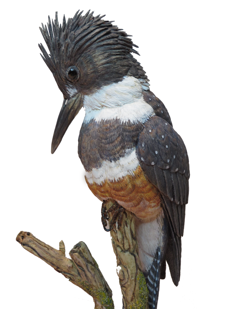 Kingfisher Bird Transparent Free PNG