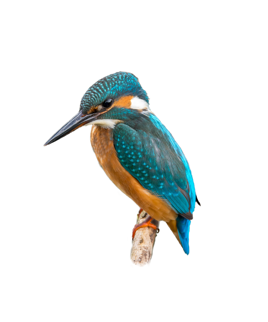 Kingfisher Bird Transparent Images