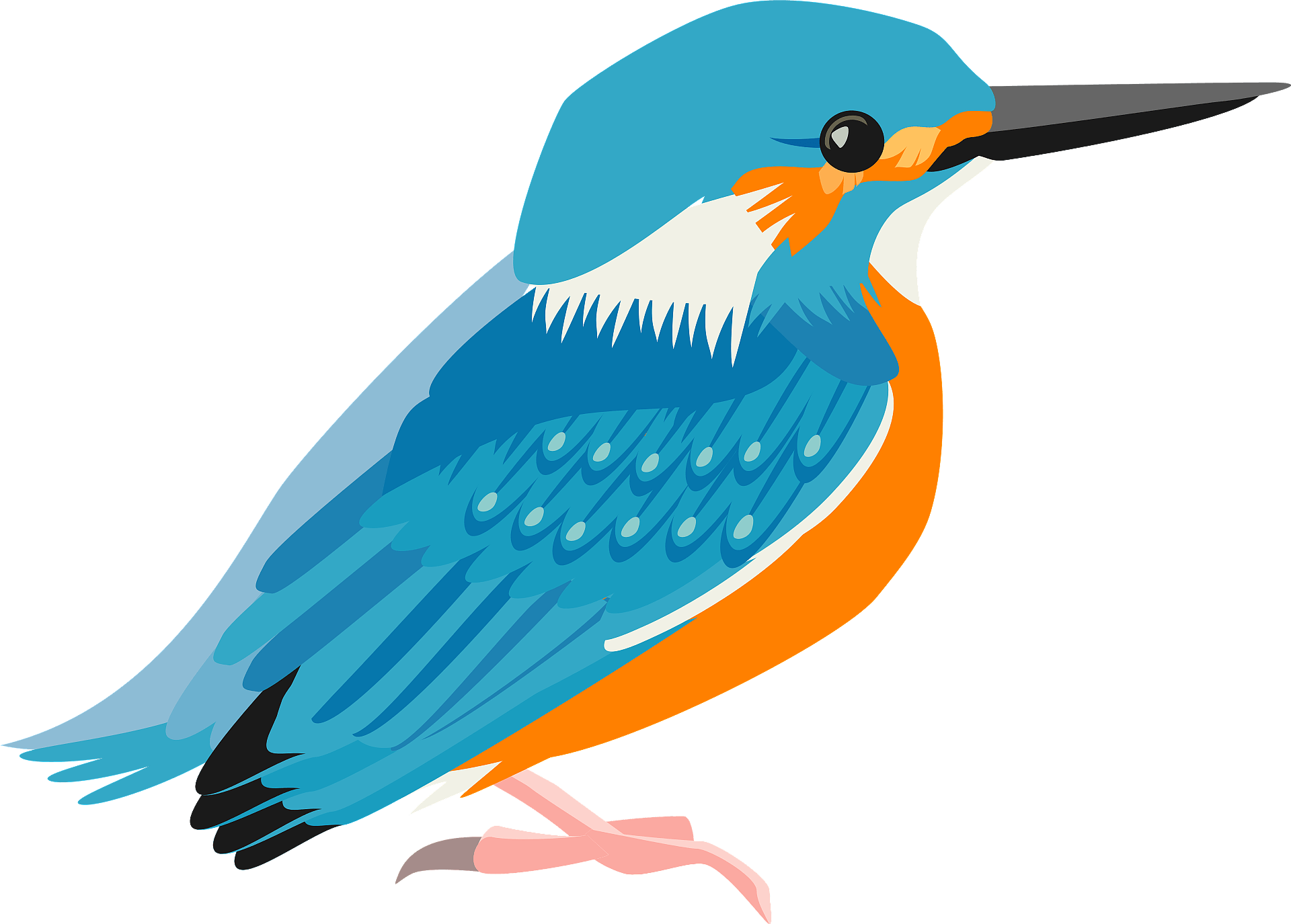 Kingfisher Bird Transparent PNG