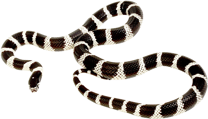 Kingsnakes Free PNG
