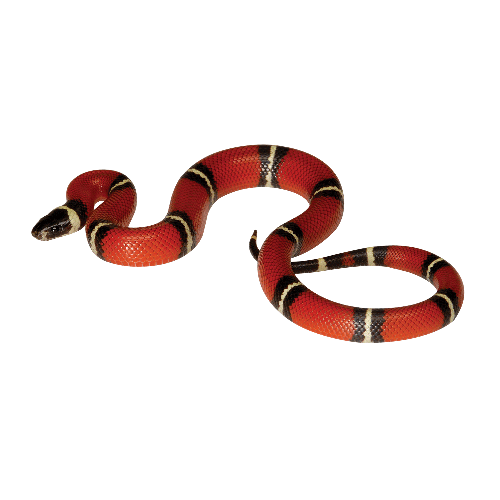 Kingsnakes PNG HD Quality