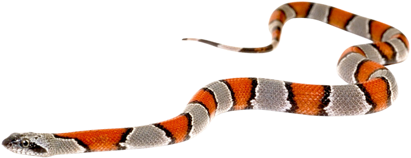 Kingsnakes PNG Images HD