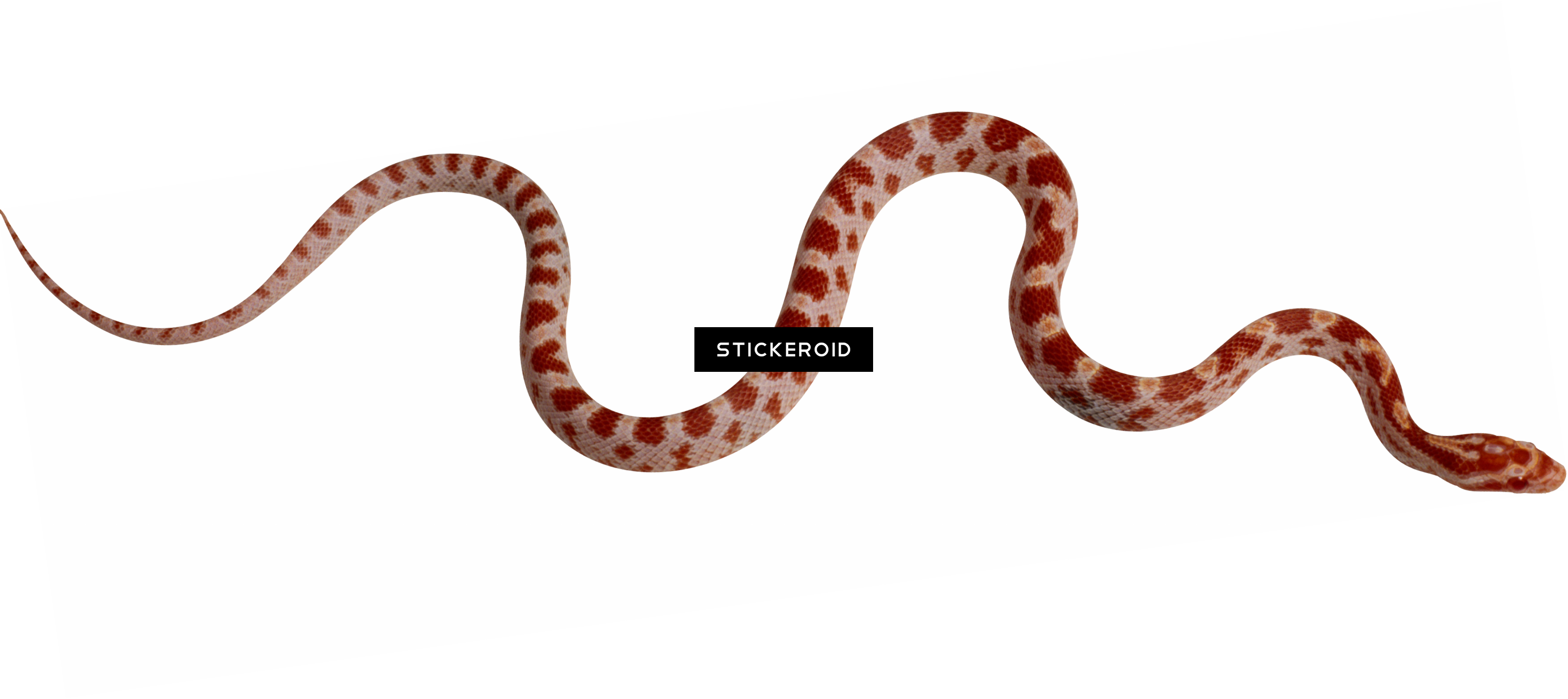 Kingsnakes PNG Photos