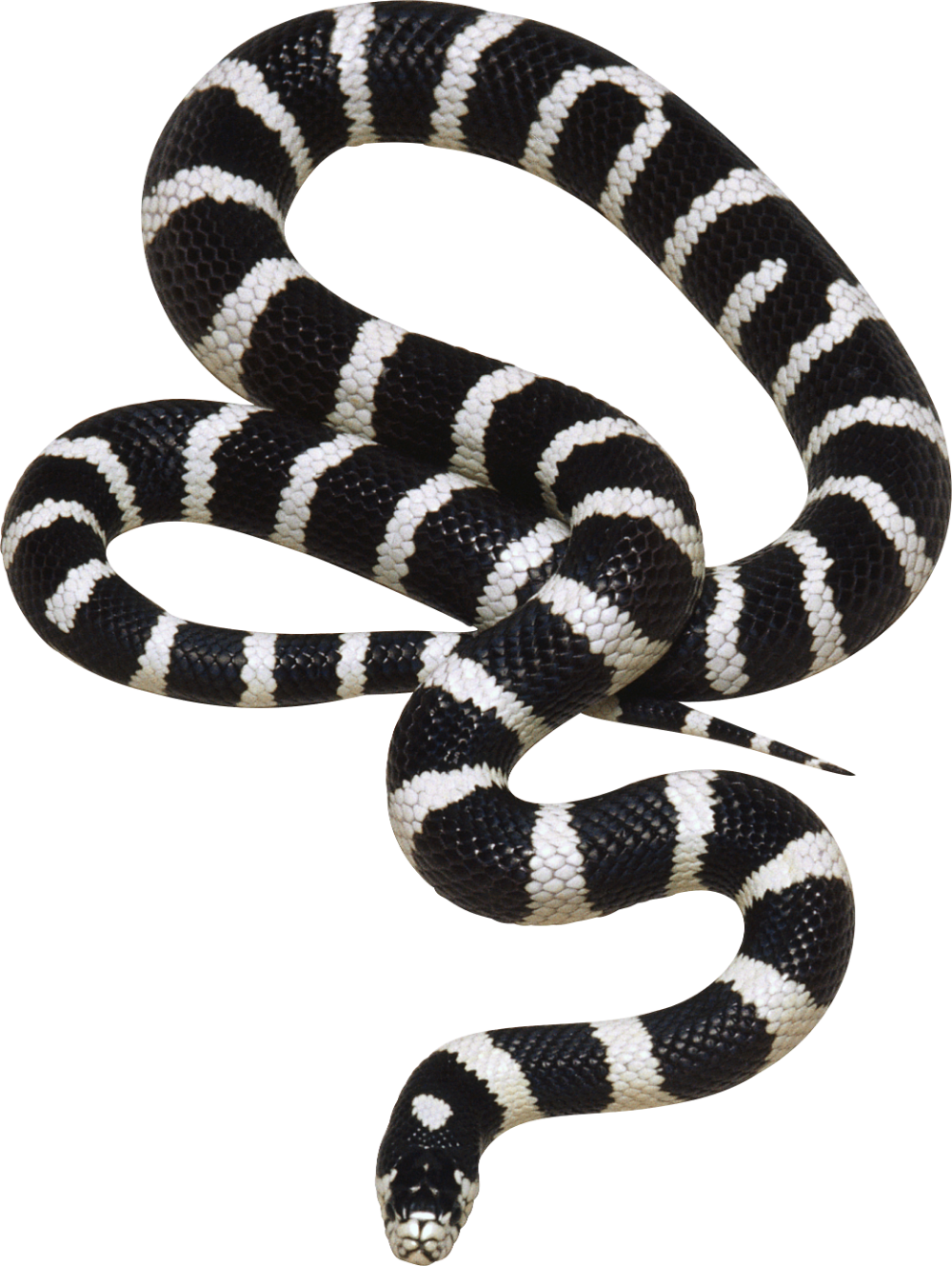 Kingsnakes PNG Pic Background