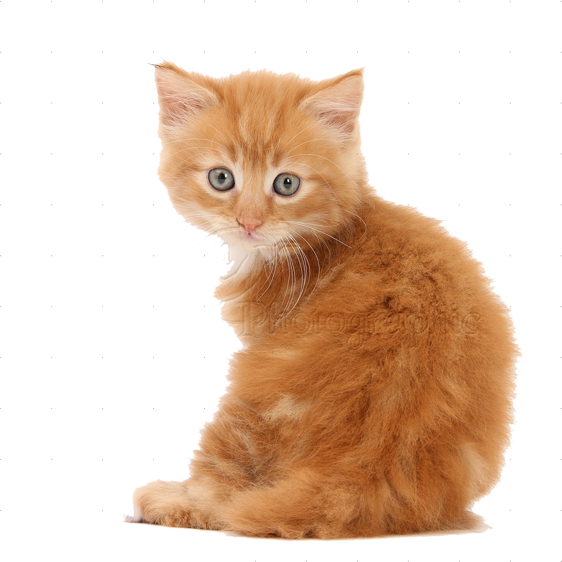 Kitten PNG Background