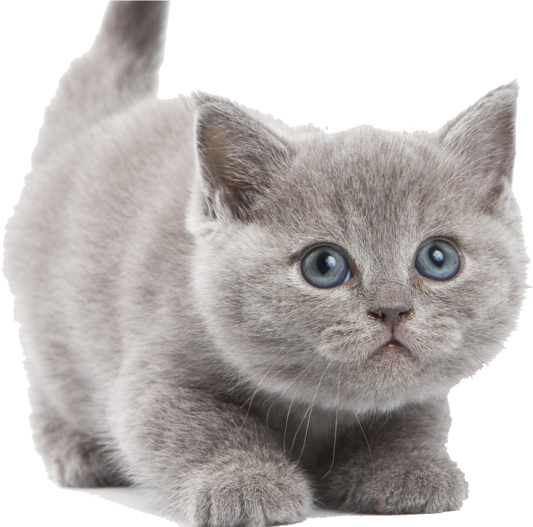 Kitten PNG Images HD