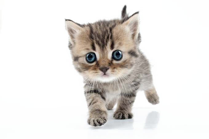 Kitten PNG Photo Image