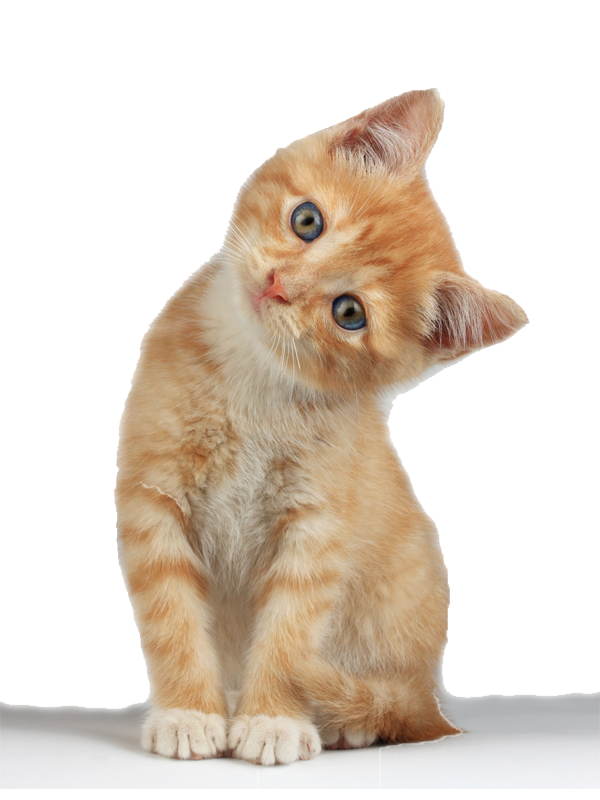 Kitten PNG Pic Background