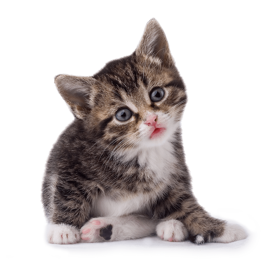 Kitten Transparent File