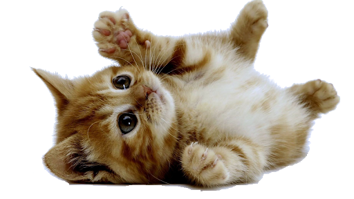 Kitten Transparent Images