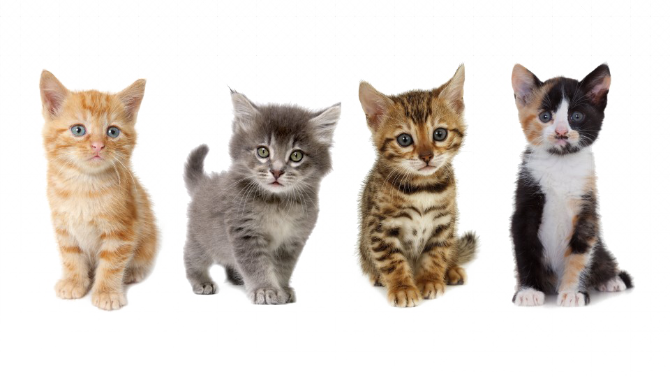 Kittens Background PNG Image
