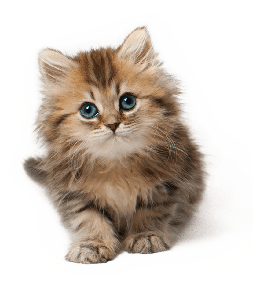 Kittens PNG Clipart Background