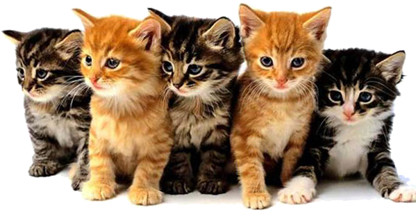 Kittens PNG HD Quality