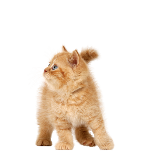 Kittens PNG Images HD