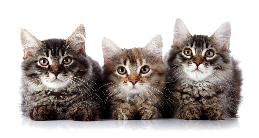 Kittens PNG Photo Image