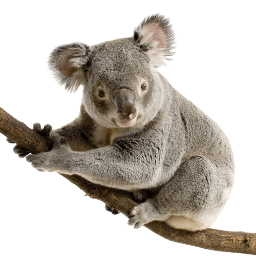 Koala Hd PNG Background