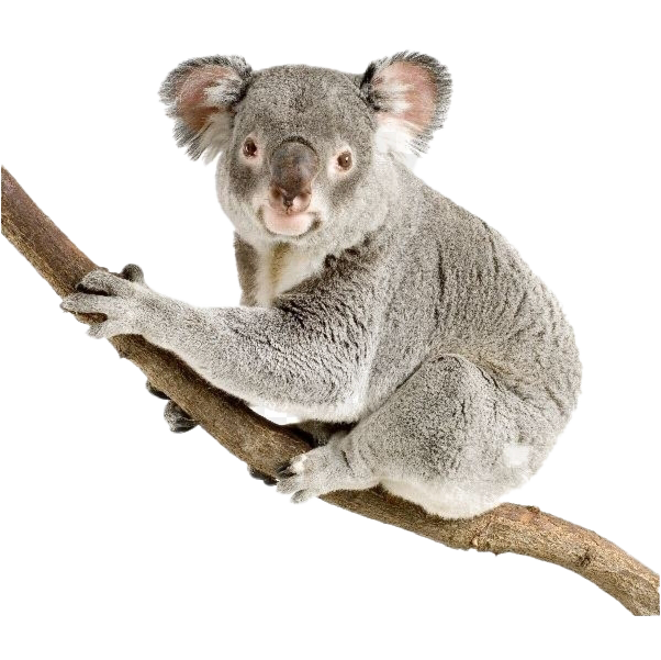 Koala Hd Transparent Images