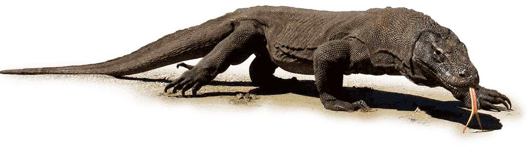 Komodo Dragon Transparent Images