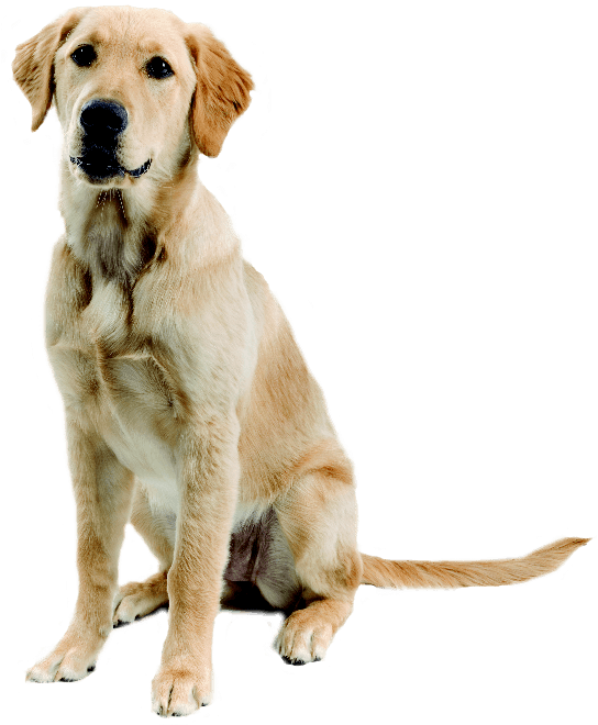 Labrador PNG Clipart Background