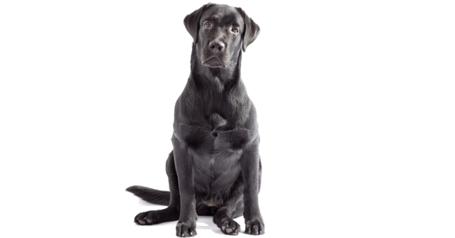 Labrador PNG Pic Background