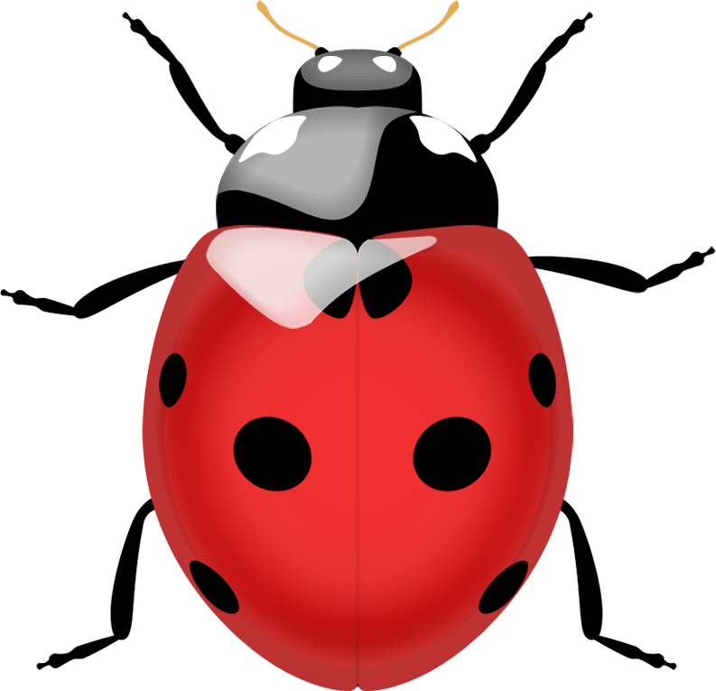 Ladybird Beetle Download Free PNG