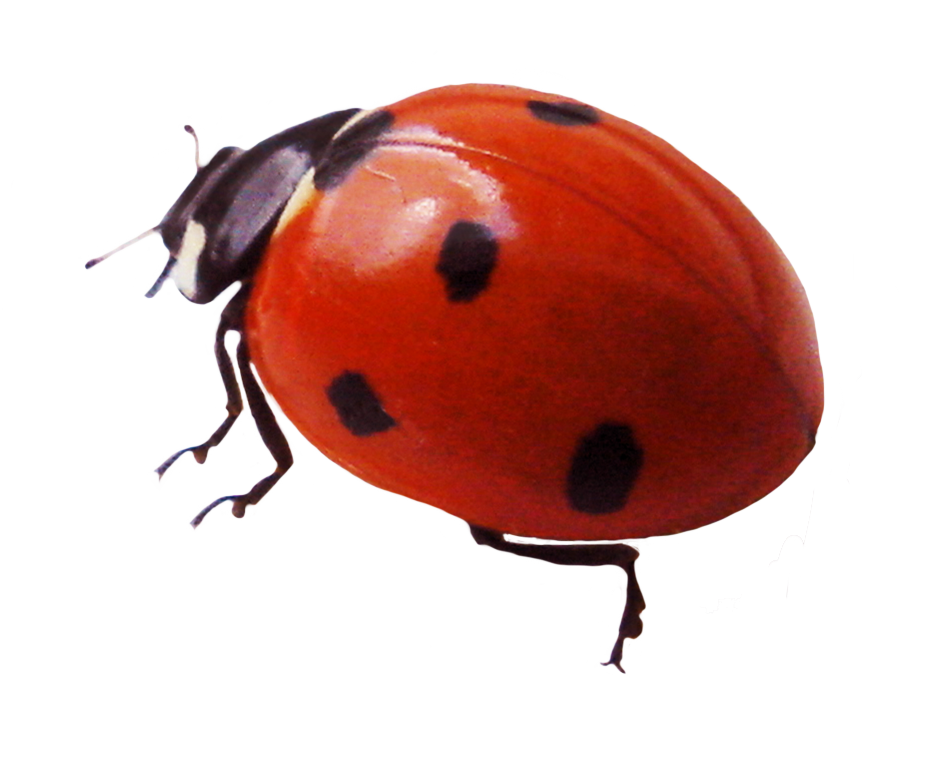 Ladybird Beetle Free PNG