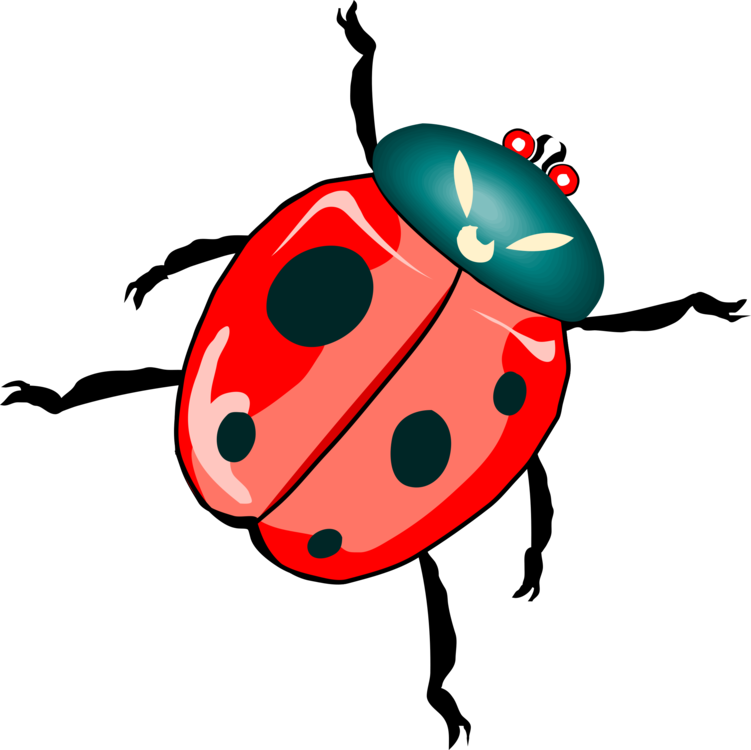 Ladybird Beetle No Background