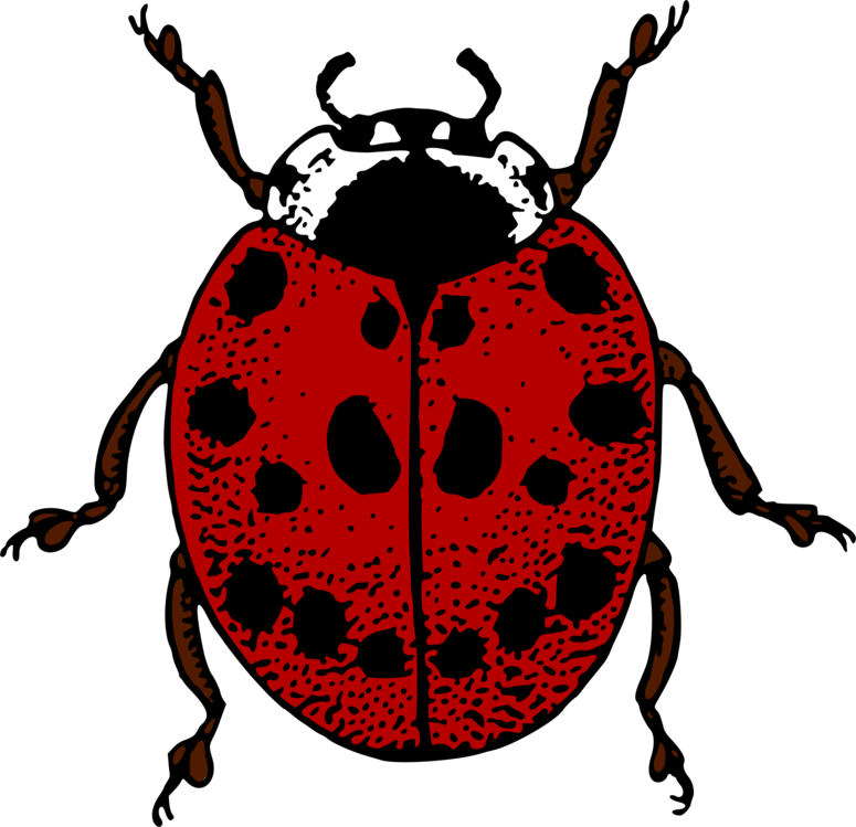 Ladybird Beetle PNG Background