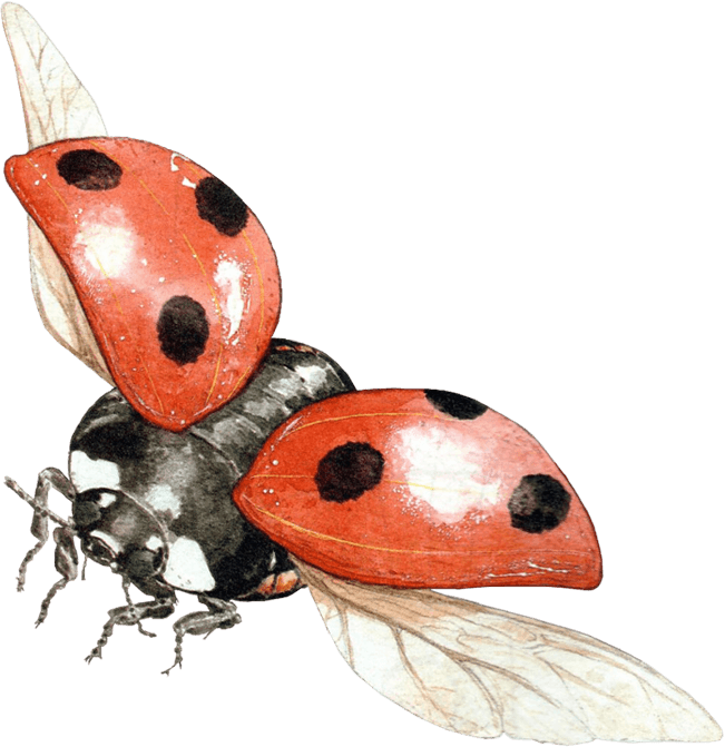 Ladybird Beetle PNG Clipart Background