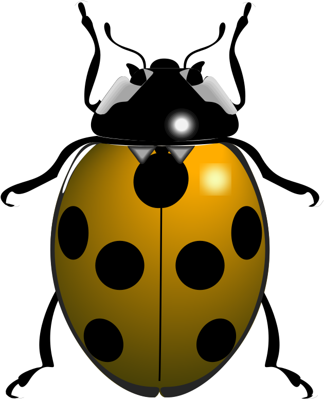 Ladybird Beetle PNG HD Quality